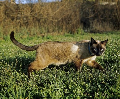 Seal Point Siamese Domestic Cat, Adult standing on Grass