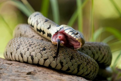 Grass snake (Natrix natrix) Rhineland-Palatinate, Germany, Europe