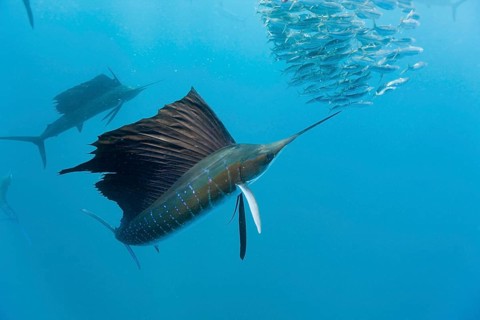 Atlantic Sailfish hunting Sardines, Isla Mujeres, Yucatan Peninsula, Mexico (Istiophorus albicans),