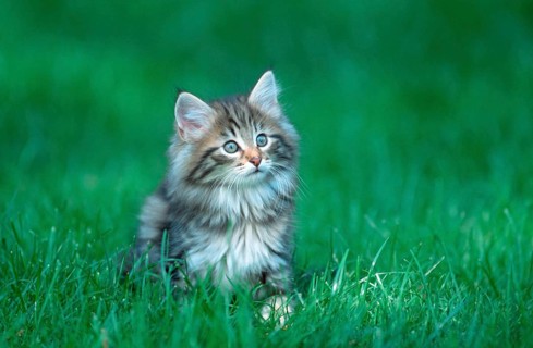 Norwegian Forest Cat, kitten, 10 weeks