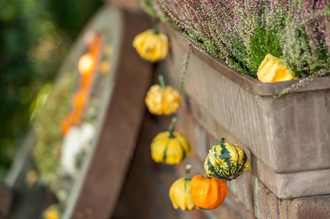 Row of small, yellow and orange pumpkins as decoration on a brick wall with a flower pot, borken,