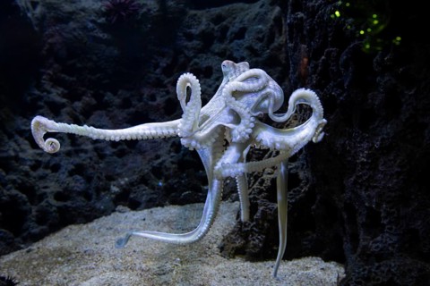 Octopus, octopus, (Octopus cyanea), aquarium, Odysseo Oceanarium Mauritius, show aquarium, large