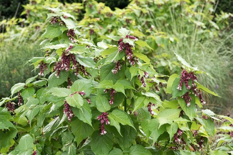 Variegated roofflower (Leycesteria formosa)