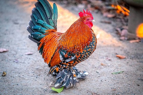 Colourful rooster (Gallus gallus domesticus) with striking plumage on a gravel path, Eisenberg,