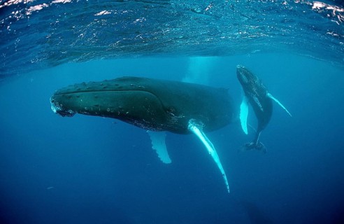 Humpback whale, mother and calf, Megaptera novaeangliae, Rurutu, Pacific Ocean, Tahiti, French
