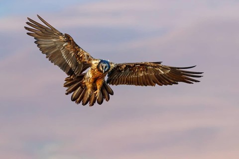 Bearded Vulture, Lammergeier, Gypaetus barbatus, Gypaetus barbatus meridionalis, GypaËte barbu,