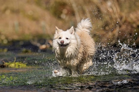 Water fun in the Hasenbach stream near Hayingen in the Swabian Alb