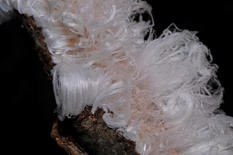 Hair ice fruiting bodies white wavy ice needles on tree trunk