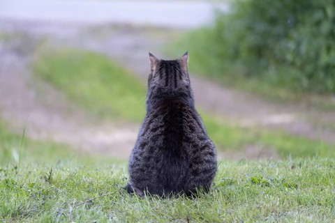 Tabby cat from behind siting on the grass in front of a driveway, waiting for its family coming