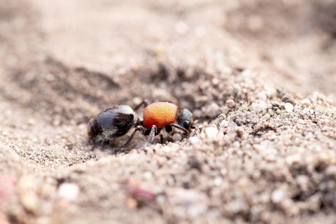 Ant wasp (Dasylabris maura), on sandy soil, Döberitzer Heide nature reserve, Brandenburg, Germany,
