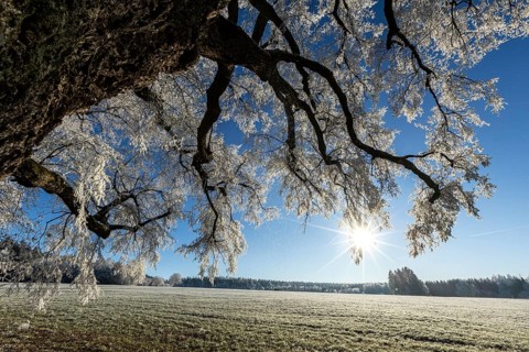 Snow-covered tree with the sun shining through in wintry nature, Maria Schnee, Nassenbeuren,