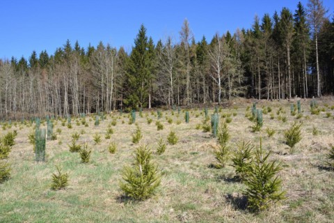 Reforestation in a forest in Saxony. Reforestation in Upper Lusatia