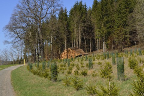 Reforestation in a forest in Saxony. Reforestation in Upper Lusatia