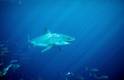 Great white shark, Carcharodon carcharias, USA, California, Pacific Ocean, Farallon Islands, San
