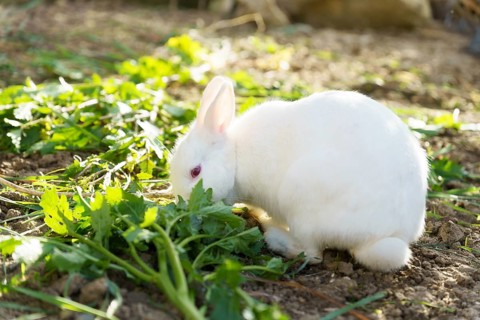 Close-up of a white rabbit on a farm eating vegetables