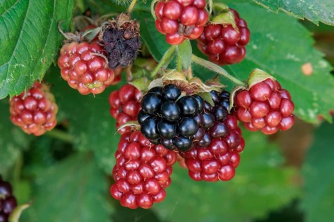 Colourful mix of ripe black and unripe red blackberries on a deciduous shrub, Borken, North