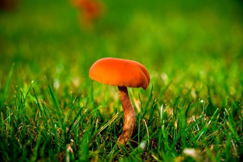 Helminth, Mycena fungus in the lawn