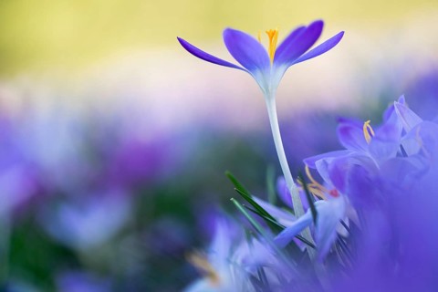 Harbingers of spring: purple crocuses cropped in a sea of flowers