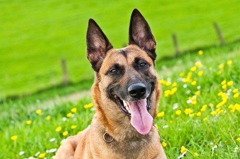 Malinois portrait