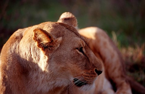 Female lion, lion, Panthera leo, South Africa, Schotia Game Park, Africa
