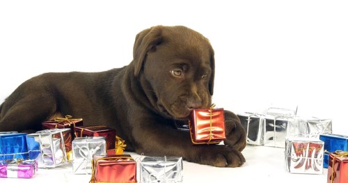 Brown Labrador Retriever, Puppy and Gifts on White Background, Normandy