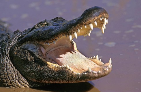 AMERICAN ALLIGATOR alligator mississipiensis, ADULT WITH OPENED MOUTH