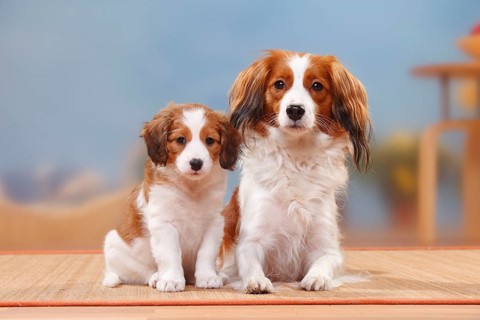 Kooikerhondje, bitch with puppy, 8 weeks