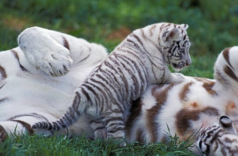WHITE TIGER (panthera tigris), CUB PLAYING WITH MOTHER