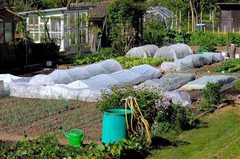 Vegetable garden, allotment, cold frame