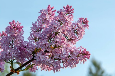 The common lilac (Syringa vulgaris), also known as the French lilac or simply the lilac blooming in
