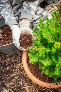 Garden and gardening - Mulching potted plants with pine bark againts to weeds