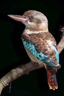 Blue-winged kookaburra (Dacelo leachii), Laughing Hans, Queensland, Australia, Oceania