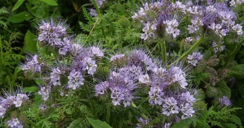 Lacy (Phacelia), phacelia tanacetifolia in bloom in a field, Green Manure, Normandy in France