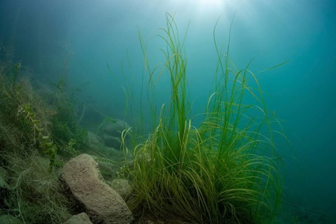 Underwater photography in Lake Attersee