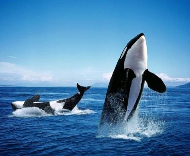 Killer Whale (orcinus orca), Adults Breatching