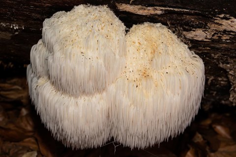 bearded tooth mushroom some fruiting bodies with cream-coloured drooping spines on tree trunk