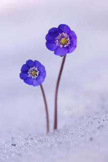 Hepatica, Liverleaf or Liverwort (Hepatica nobilis) growing in the snow, Tyrol, Austria, Europe