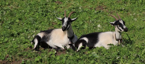 Peacock goats lying on a green meadow