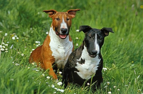 English Bull Terrier, dogs sitting on grass