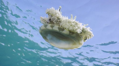Close-up of Upside Down Jellyfish (Cassiopea andromeda) swimming dowm under surface of water
