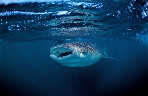 Feeding whale shark, Rhincodon thypus, Djibouti, Djibouti, Africa, Afar Triangle, Gulf of Aden,