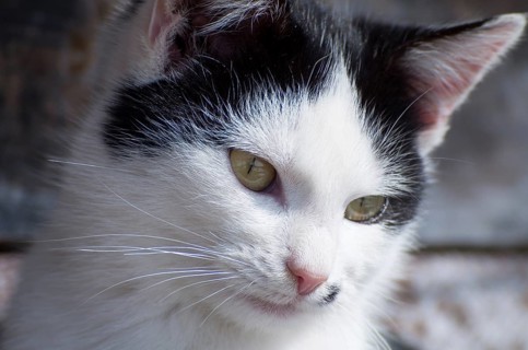 Close-up of a white cat with black spots, featuring its whiskers and attentive expression