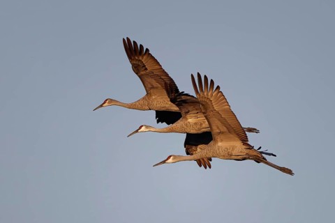 The Sandhill crane (Antigone canadensis) in flight