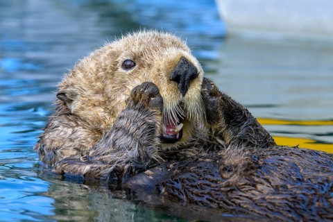 A laughing sea otter (Enhydra lutris) enjoying the water, Seward, Alaska, USA, North America