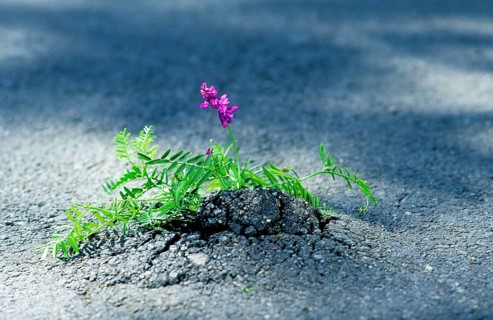 A purple flower grows in a crack in the asphalt, seems to break through the asphalt