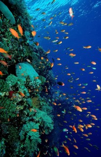 Hawkbill and coral reef, Pseudanthias squamipinnis, Egypt, Africa, Sinai, Sharm el Sheik, Red Sea,
