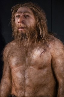Homo neanderthalensis, Museo de la evolución humana, MEH, Burgos, Spain, Europe