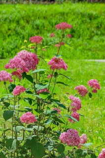 Red bigleaf hydrangea (Hydrangea macrophylla), Allgäu, Bavaria, Germany, KI generated, AI