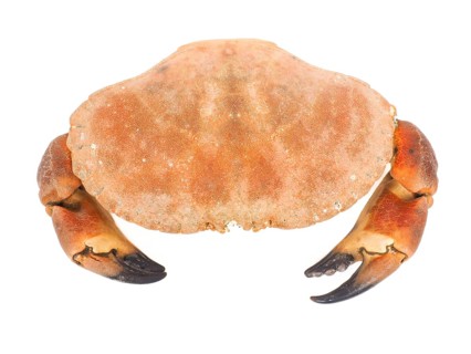 Boiled orange color crab with claws isolated on white background