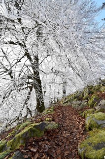 Hiking trail along the Mörschieder Burr in the Hunsrück-Hochwald National Park with hoarfrost and